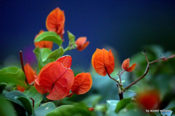 Bougainvillea by iezalel williams IMG_1307-002