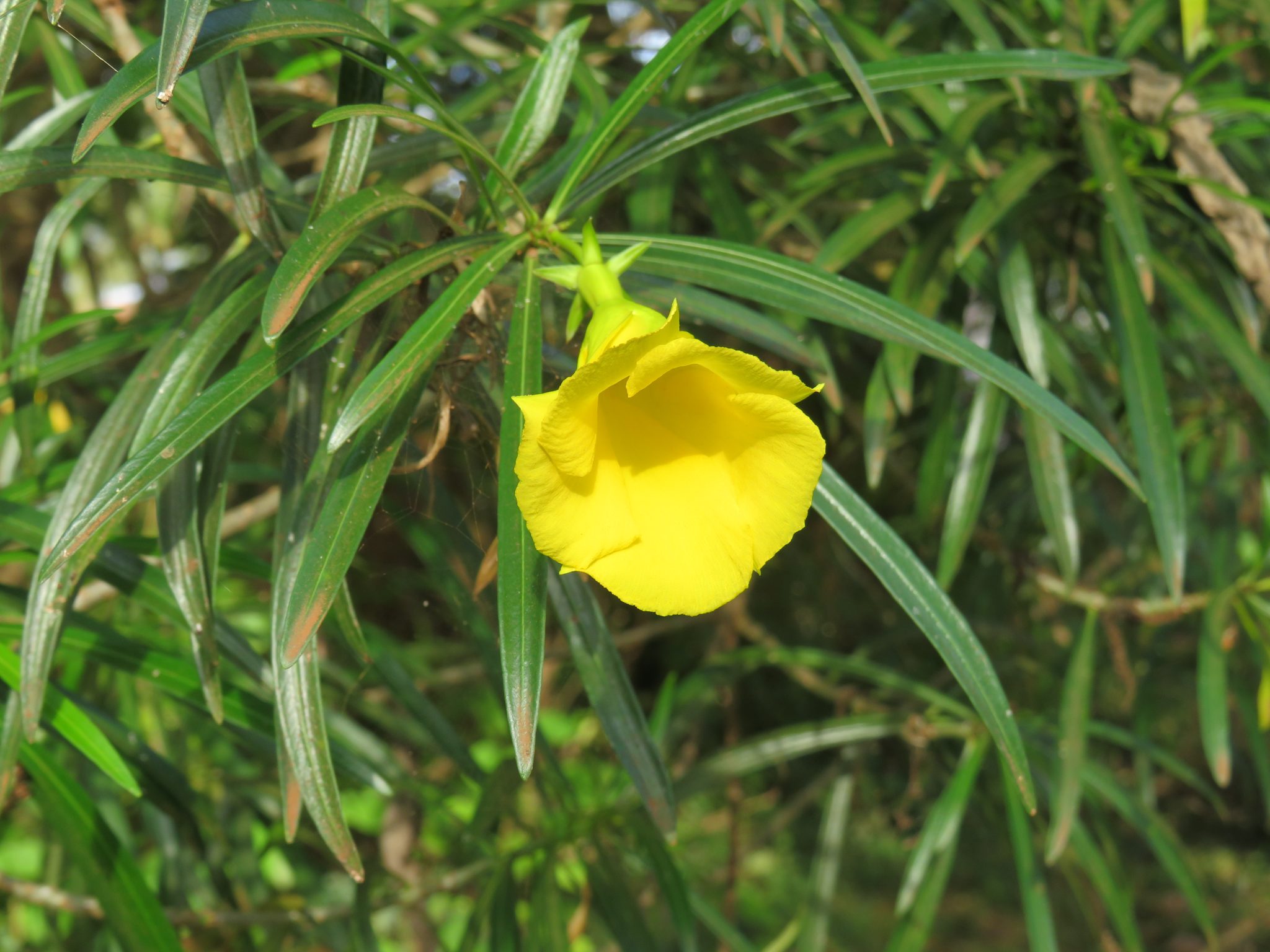 Bright yellow bell-shaped flower hanging from a branch, surrounded by long slender dark green leaves forming a dense background pattern.
