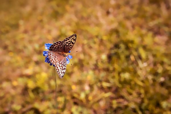 Brown butterfly