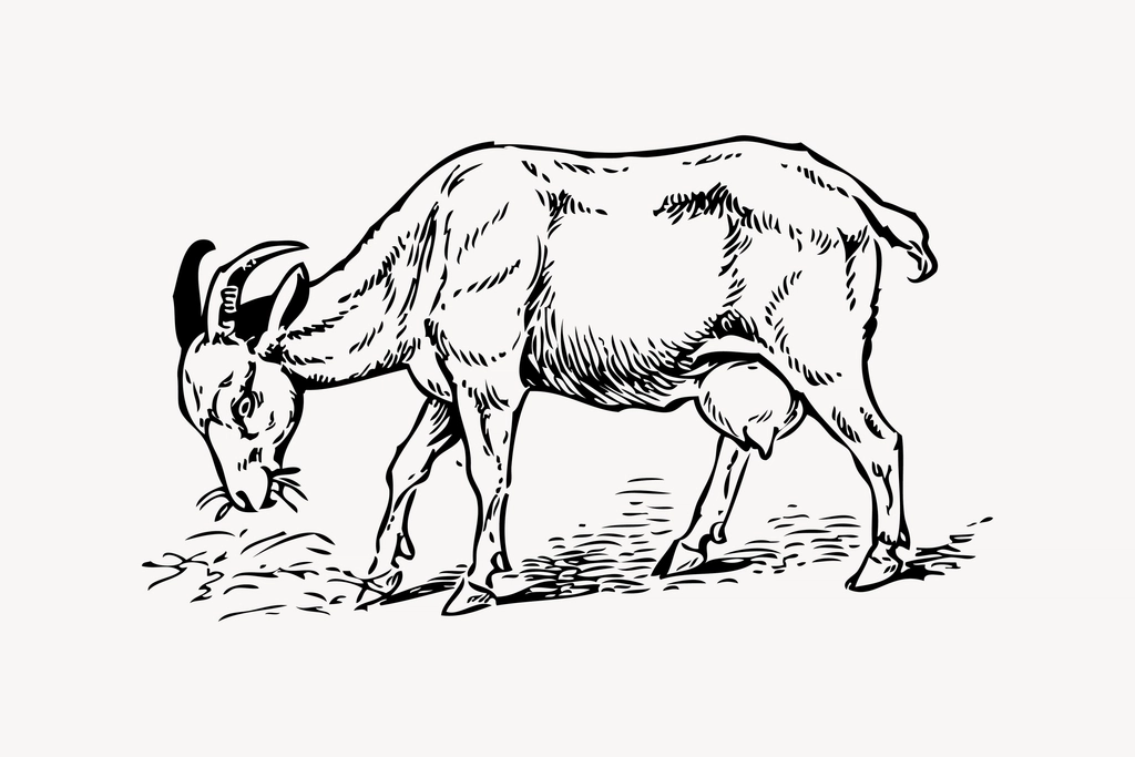 Brown goat clipart, drawing illustration