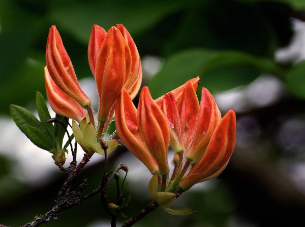 Budding Azaleas.