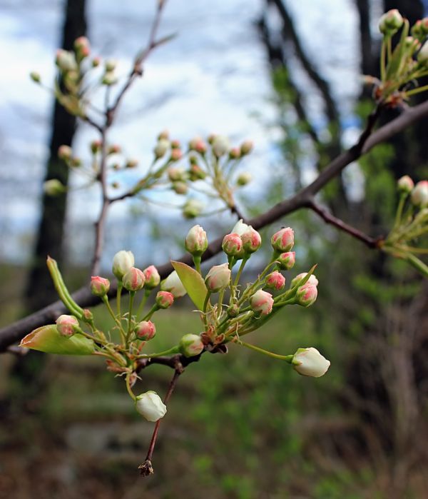 Buds