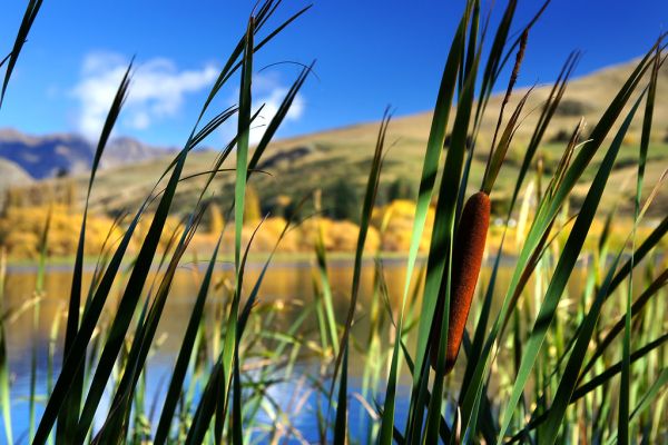 Bulrushes