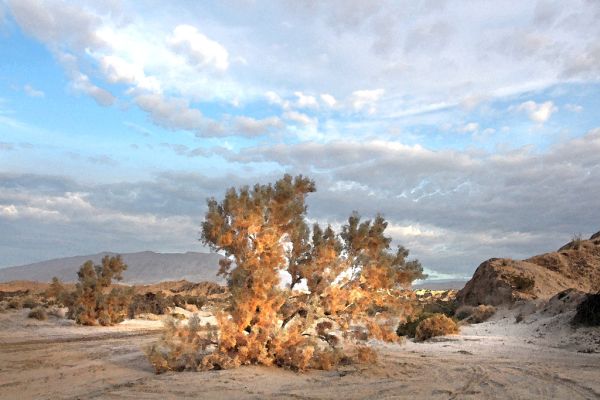 CA - VALLACITO VALLEY CAMPSITE (1-6-2017) anza-borrego state park, san diego co, ca -15 watercolor