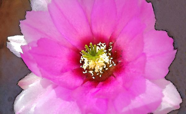 CACTUS FLOWER (4-17-2018) 78 circulo montana, lake patagonia ranch estates, santa cruz co, az -02 WATERCOLOR