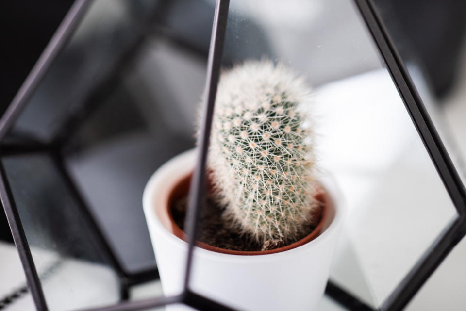 Cactus Plant