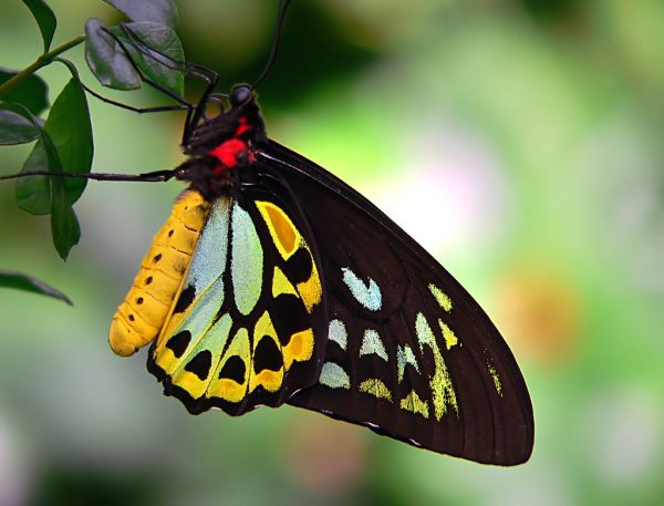 Cairns Birdwing.