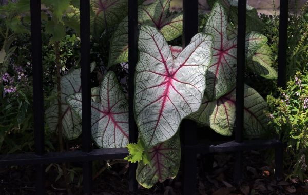 Caladium.
