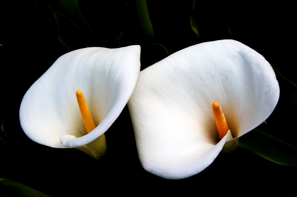 Calla Lilies.
