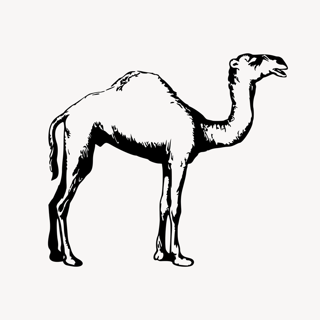Camel clipart, drawing illustration vector