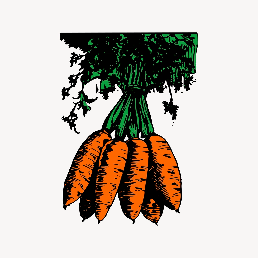 Carrot clipart, drawing illustration vector