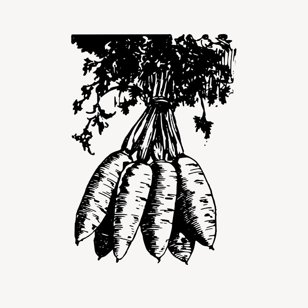 Carrot clipart, drawing illustration vector