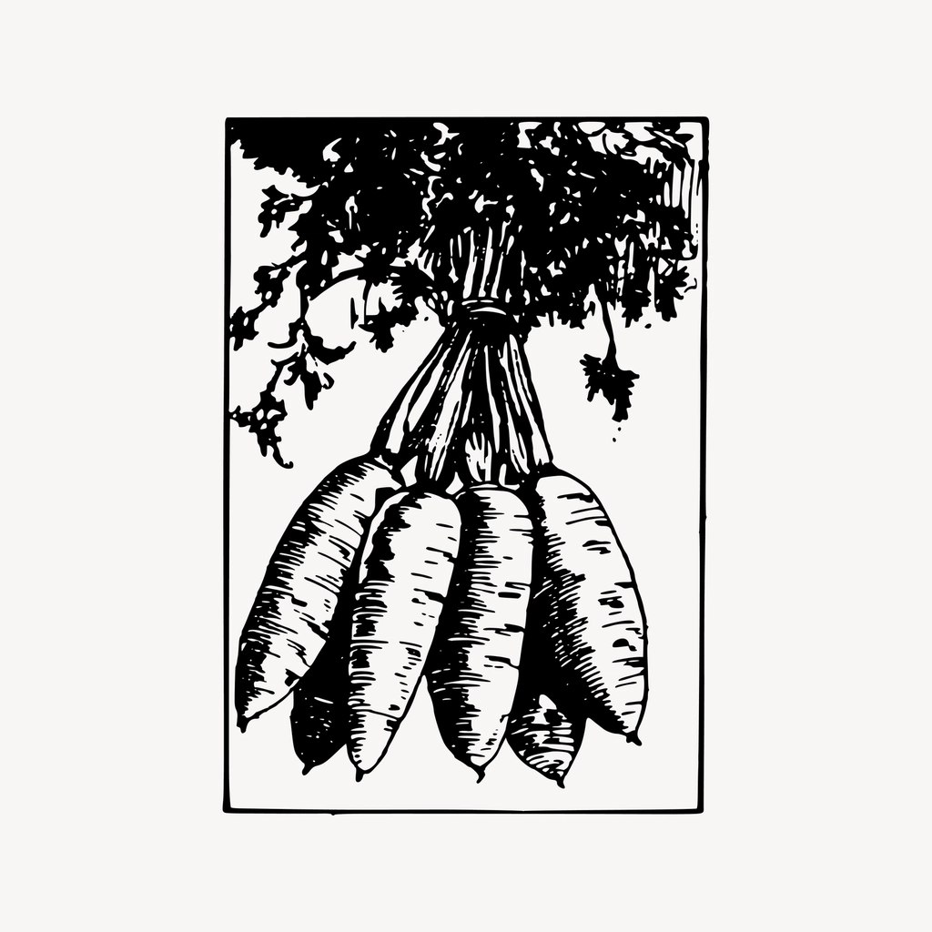 Carrot clipart, drawing illustration vector