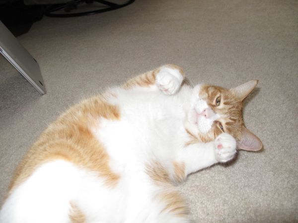 cat