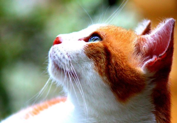 Cat portrait by iezalel williams IMG_2980-004 - Canon EOS 700D