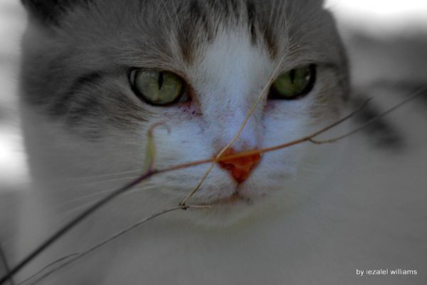 Cat's eyes and nose by iezalel williams IMG_1175-001