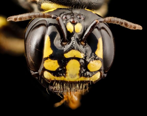 Ceratina (Macro)