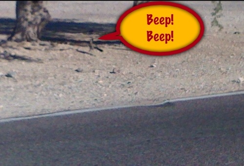 Chasing Roadrunner