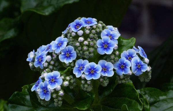 Chatham Island forget-me-nots (Myosotidium hortensia)
