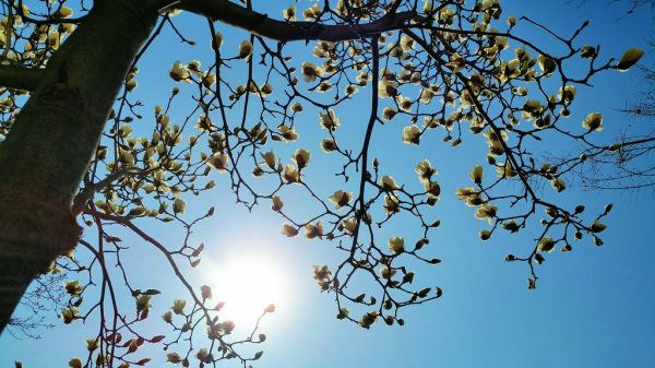 CheonIlGuk 8 ryeon Cheol ryeok 03 wol 01 il (March 24, 2020) 9:12AM magnolia flowers