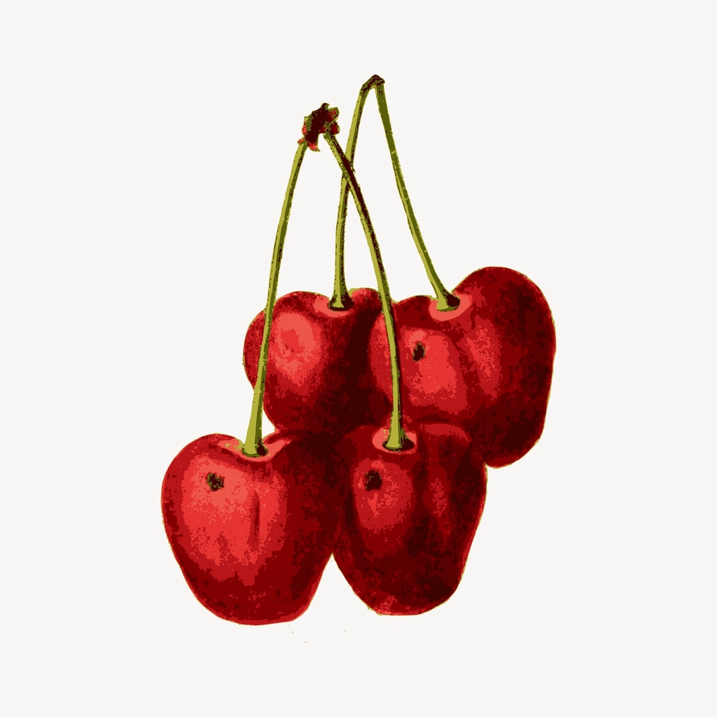Cherry clipart, drawing illustration vector