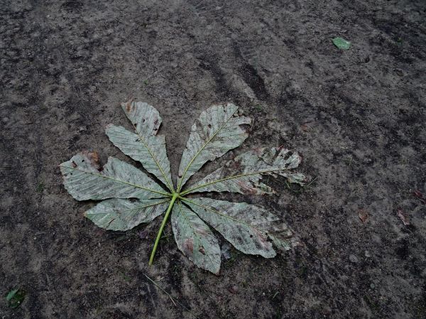 Chestnut leaf on the ground