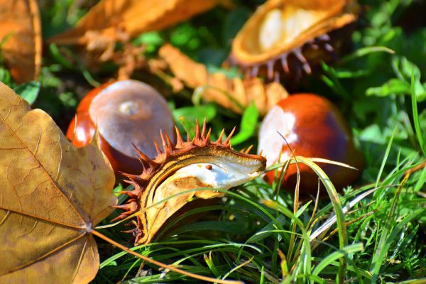 Chestnuts and dry leaves as a symbol of autumn