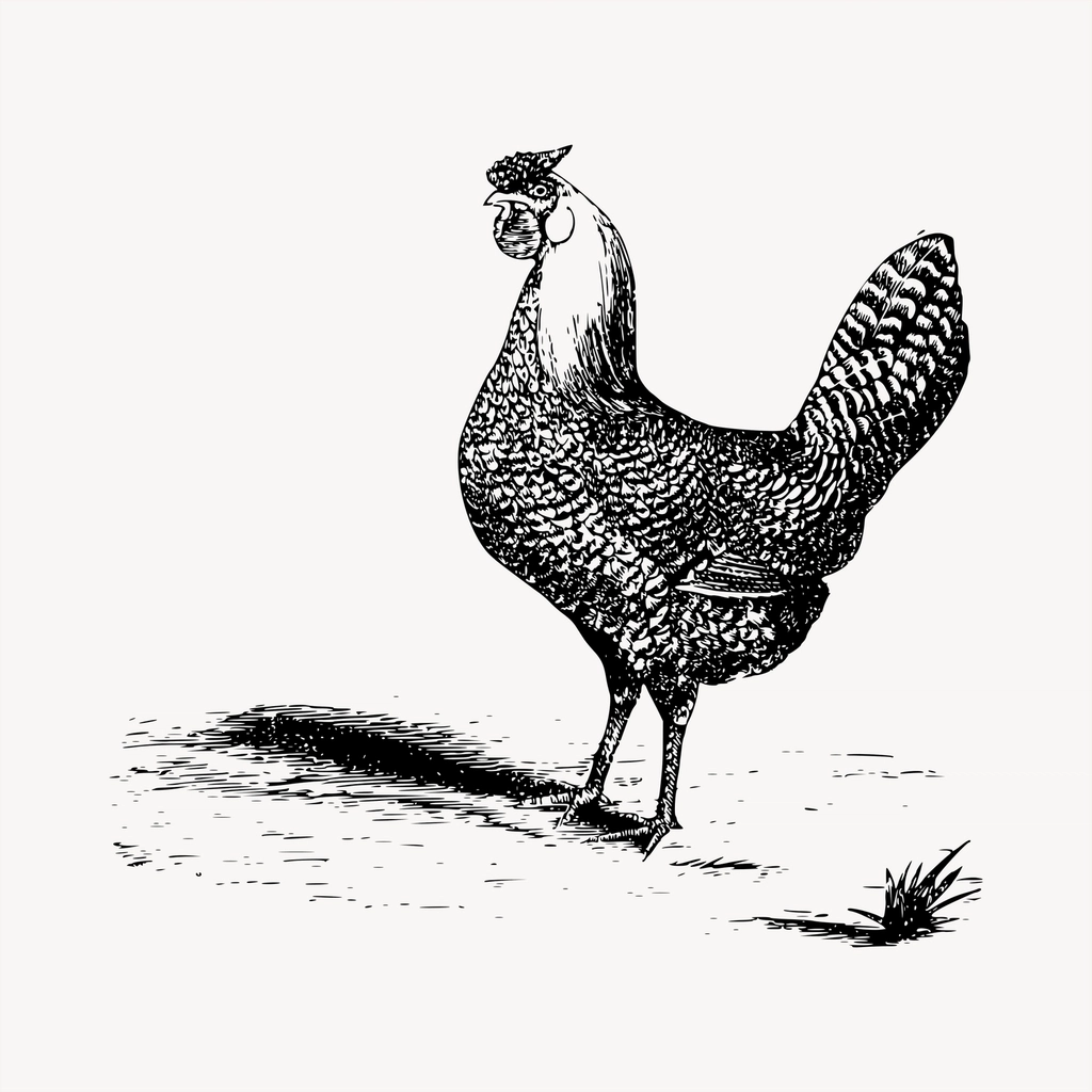 Chicken clipart, vintage hand drawn