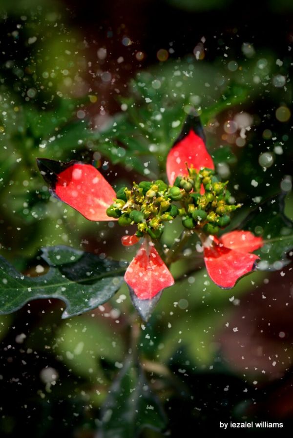 Christmas Essence by iezalel williams