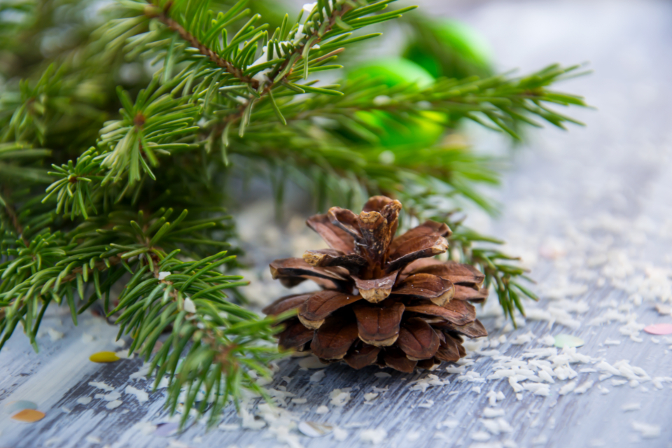 Christmasbackground Sprucebranch