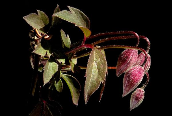 Clematis.