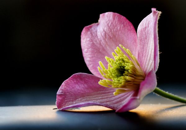 Clematis montana.