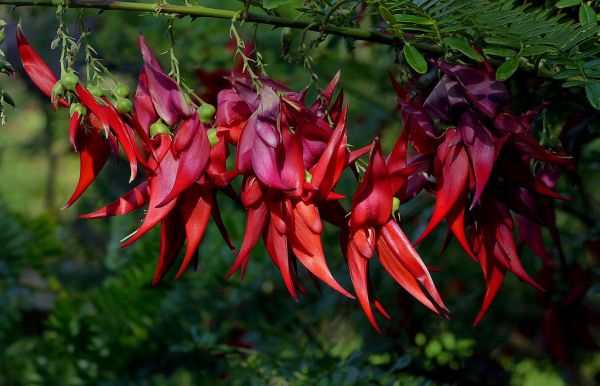 Clianthus puniceus (Kaka Beak)