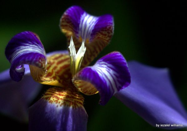 Close-up of an Iris Neomarica by iezalel williams IMG_2346