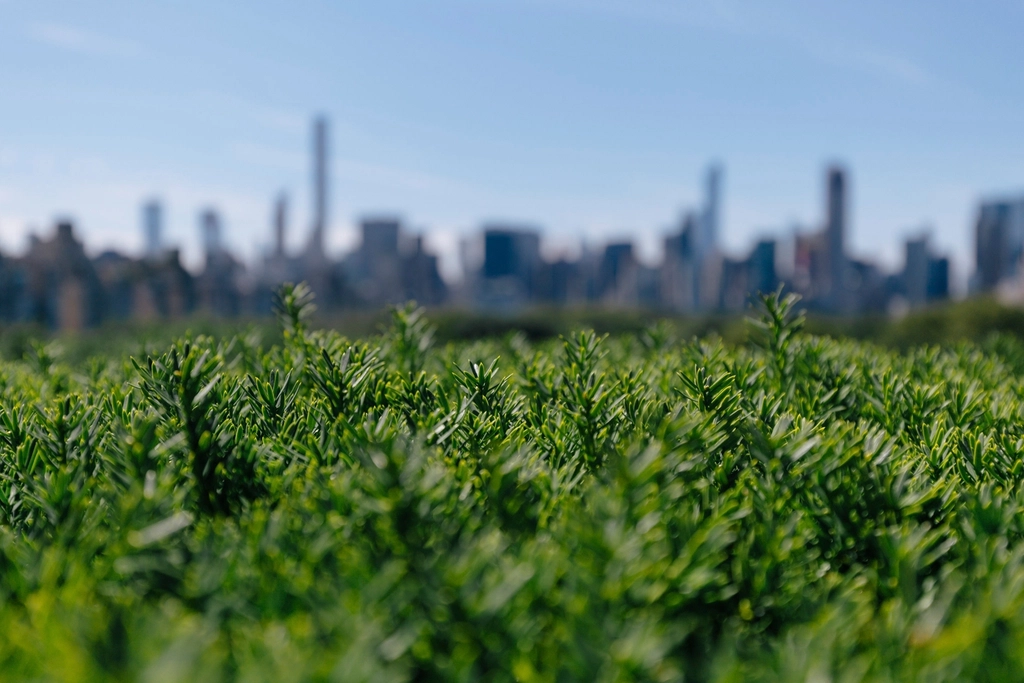 Closeup greenery city skyline focus