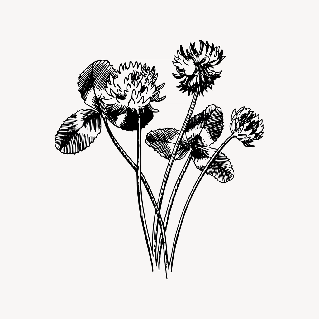 Clover clipart, drawing illustration vector
