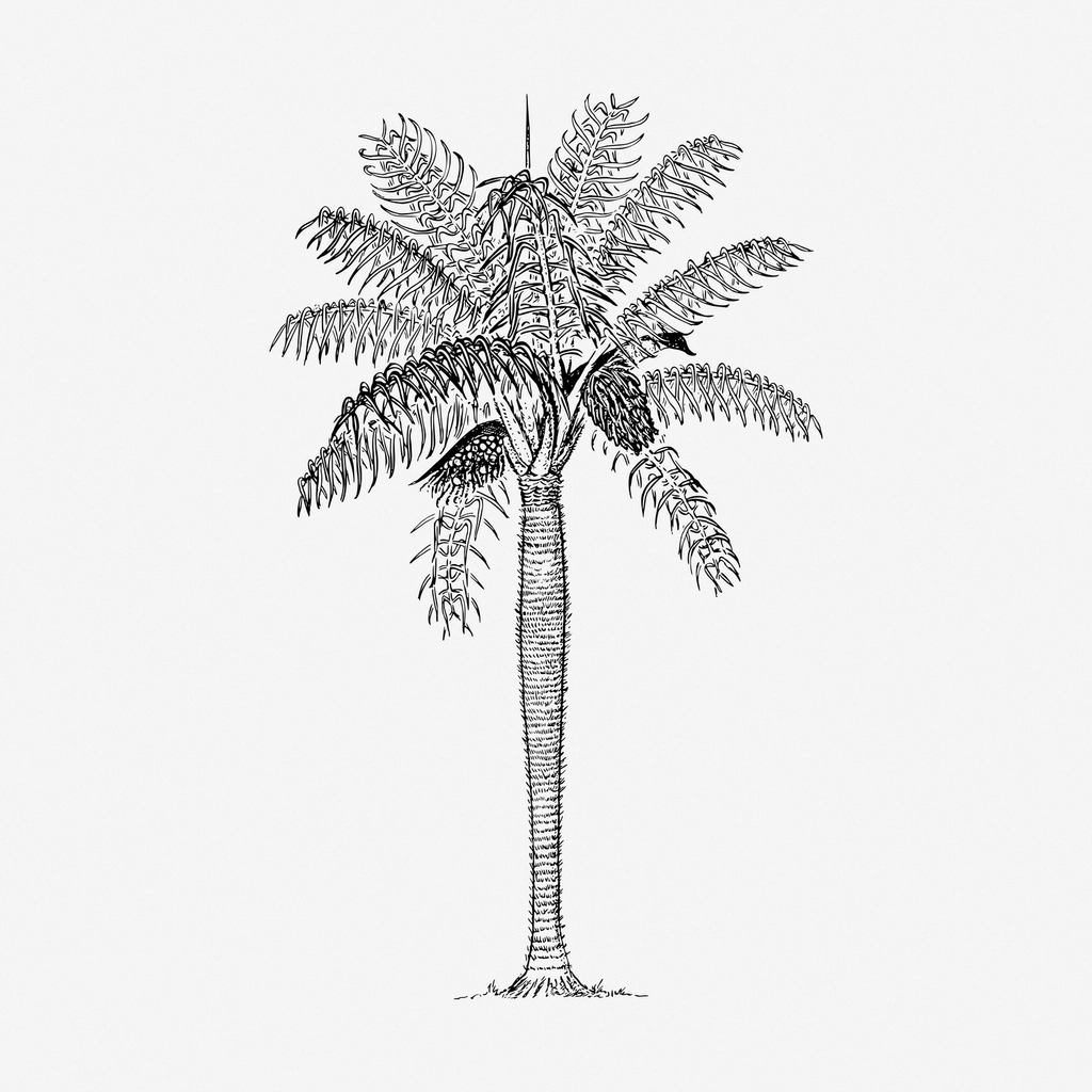 Coconut palm tree hand drawn