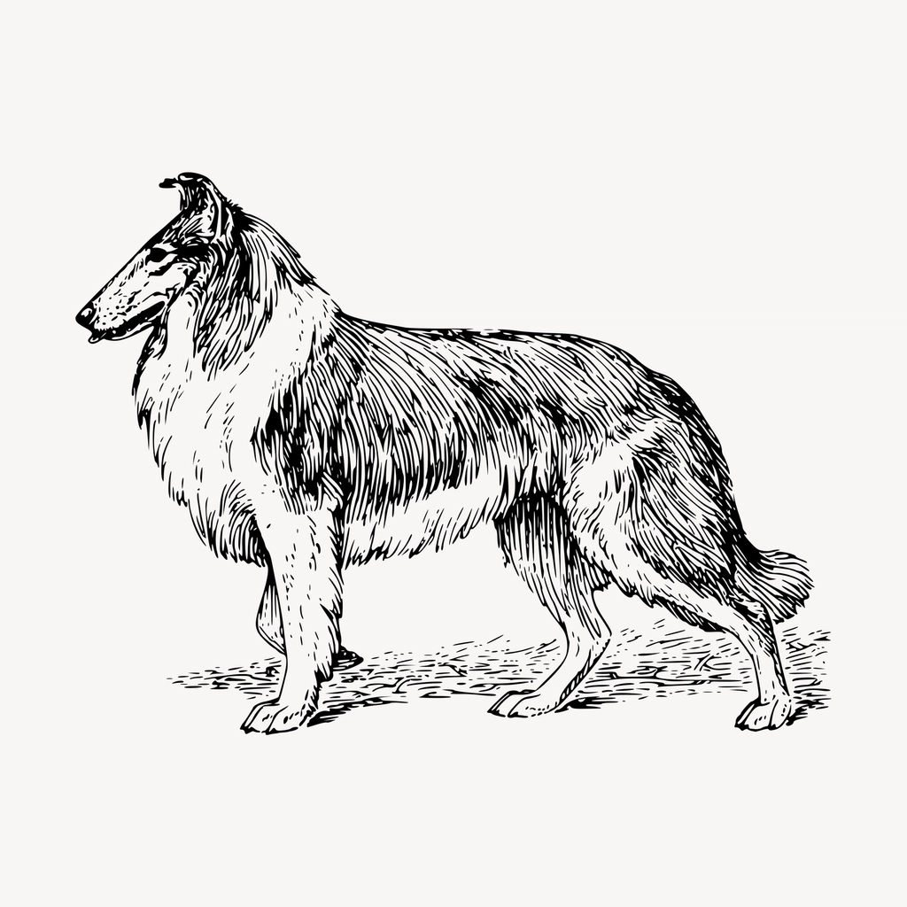 Collie dog drawing, hand drawn