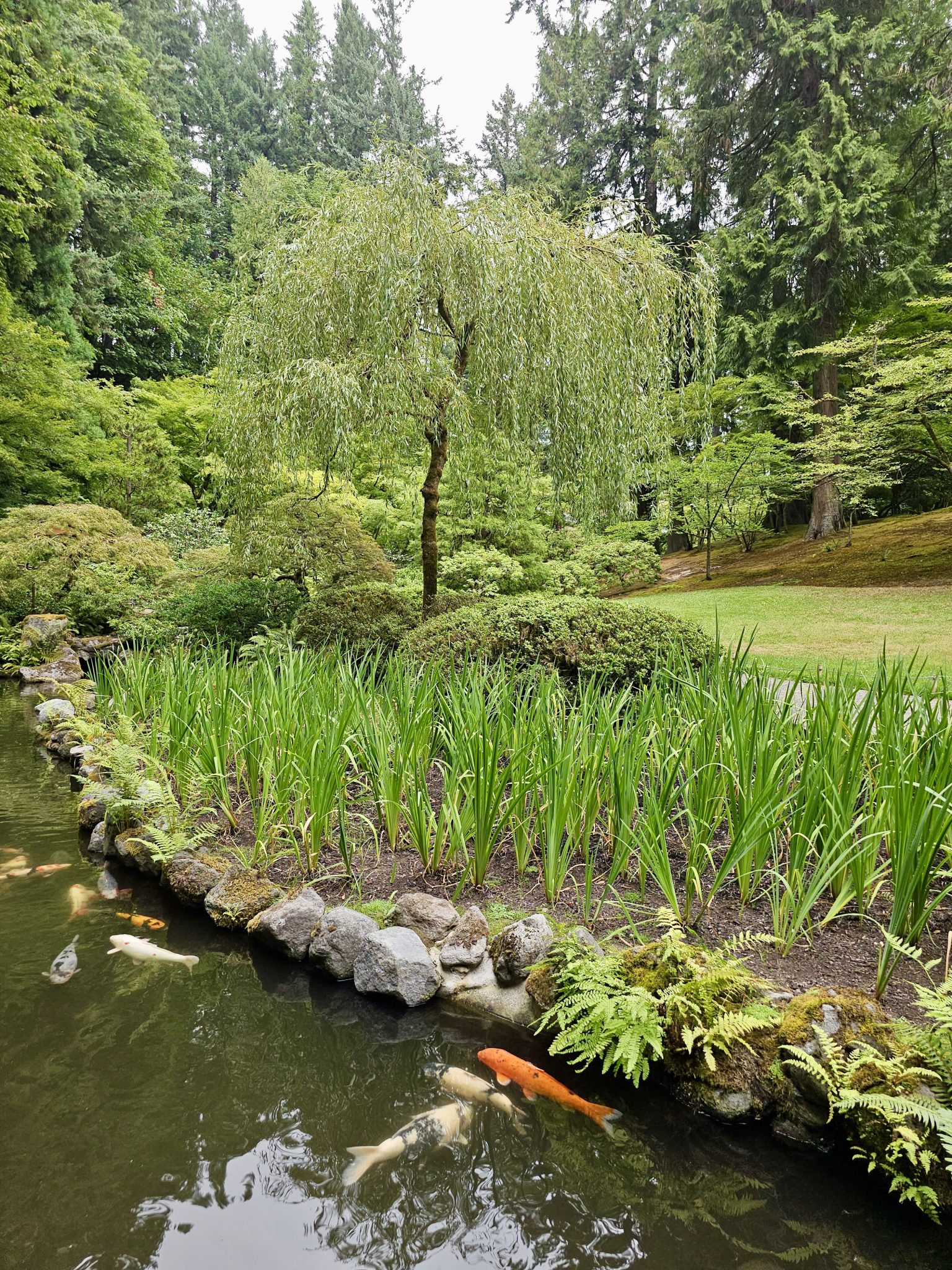 Colorful koi fish swim in a serene pond bordered by stones and fresh green plants. A willow tree and tall forest trees form a peaceful background. Captured at Portland Japanese Garden.