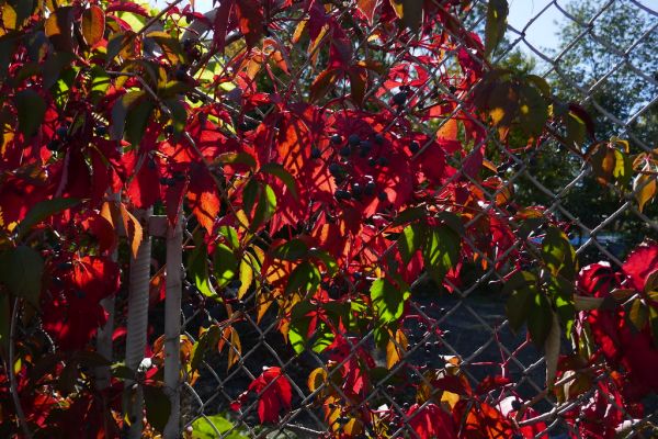 colors-autumn-fall-2017_1009_113327_49791655826_o