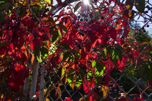 colors-autumn-fall-2017_1009_113332_49791109098_o