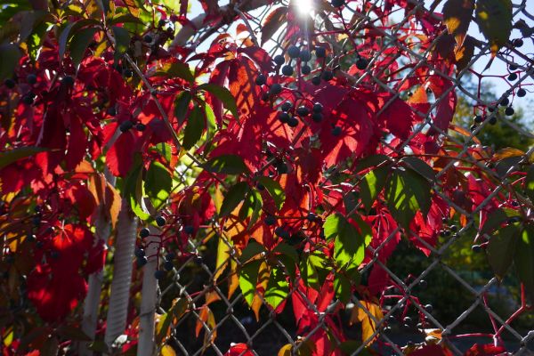 colors-autumn-fall-2017_1009_1133321_49791109143_o