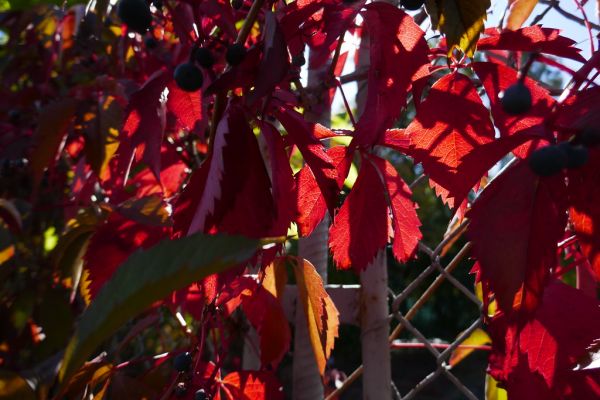 colors-autumn-fall-2017_1009_113341_49791108908_o