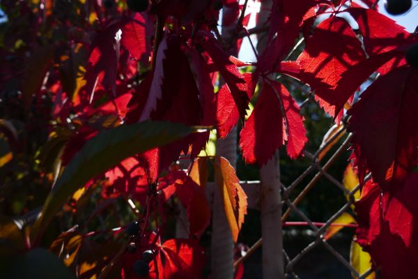 colors-autumn-fall-2017_1009_113343_49791655336_o
