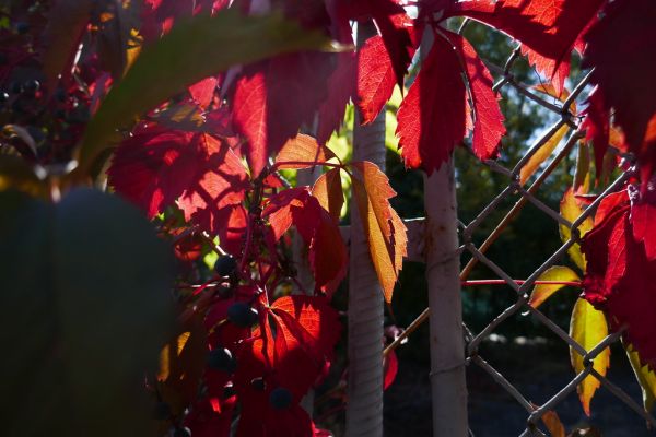 colors-autumn-fall-2017_1009_113344_49791108713_o