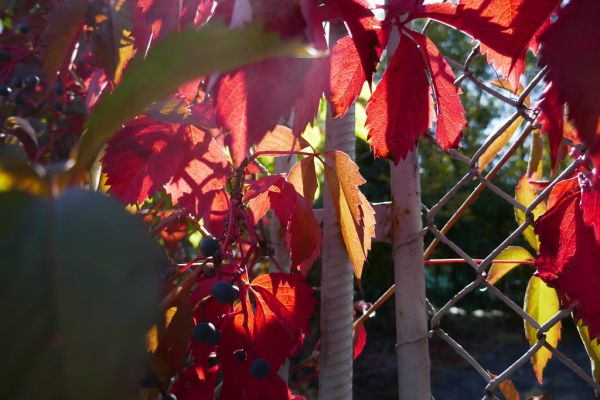 colors-autumn-fall-2017_1009_1133441_49791655306_o