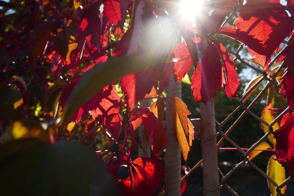 colors-autumn-fall-2017_1009_113346_49791655096_o