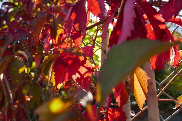 colors-autumn-fall-2017_1009_1133471_49791655001_o