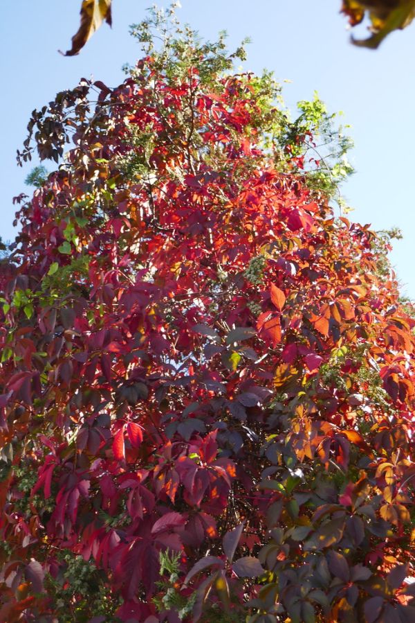 colors-autumn-fall-2017_1009_113547_49791654841_o