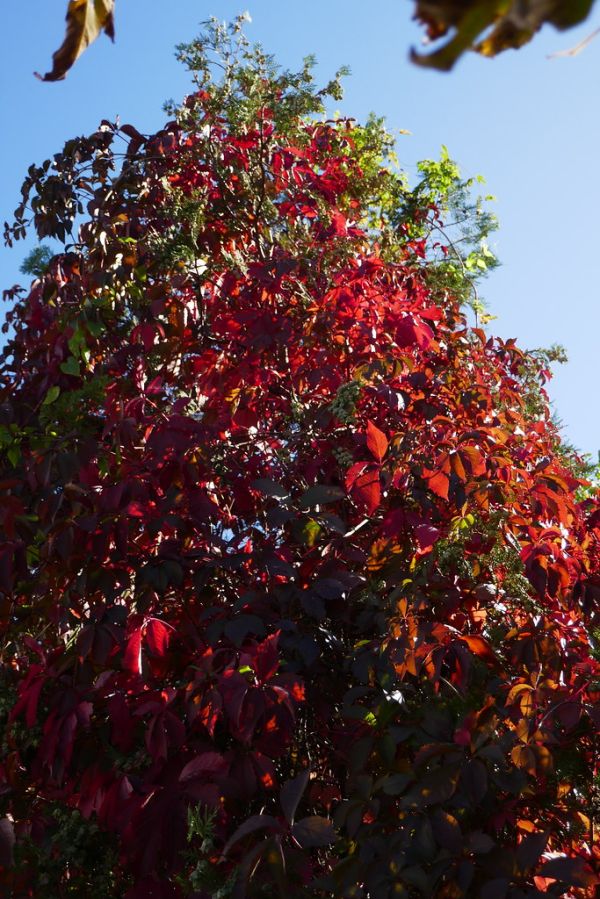 colors-autumn-fall-2017_1009_113549_49791108258_o